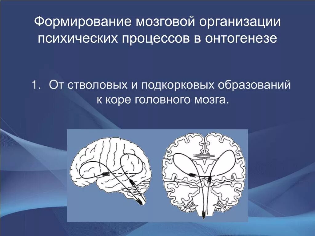 Подкорковые образования мозга