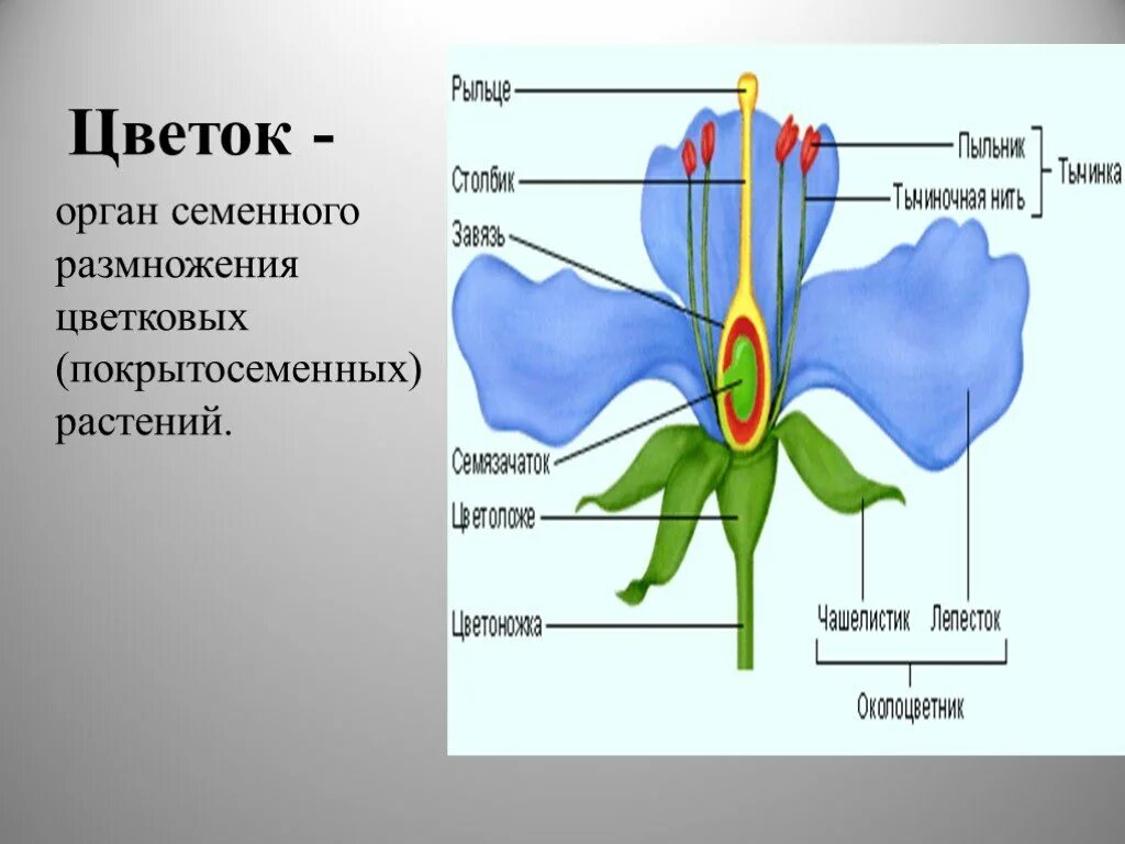 Покрытосеменные имеют органы. Орган семенного размножения у цветковых растений. Цветок орган семенного размножения. Цветок орган семенного размножения покрытосеменных;. Система органов семенного размножения цветковых растений.