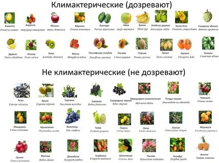 Какие фрукты дозревают