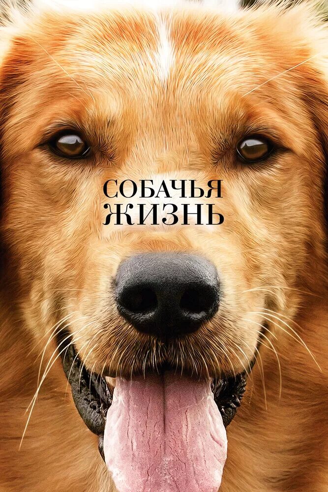 Собаке собачья жизнь. Собачья жизнь фильм 2017. собачья жизнь бейли. фильм собачья жизнь 1. собачья жизнь фильм бейли.