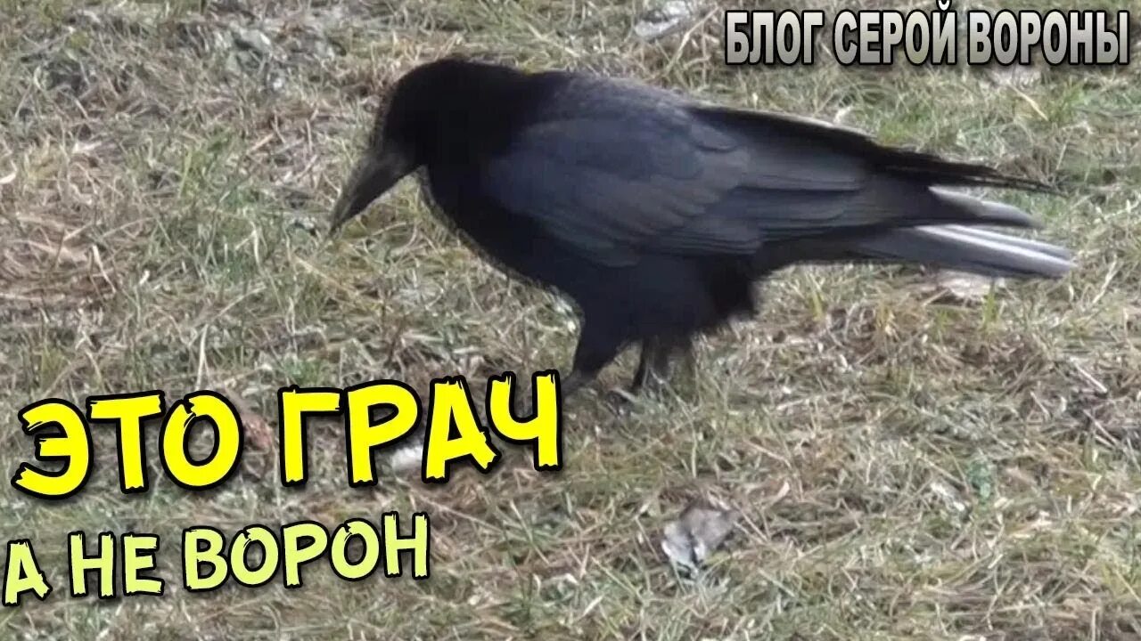 Ворона Галка Грач. Ворон Грач Галка отличия. Грачи и вороны. Ворон ворона Грач. Как отличить ворону от грача