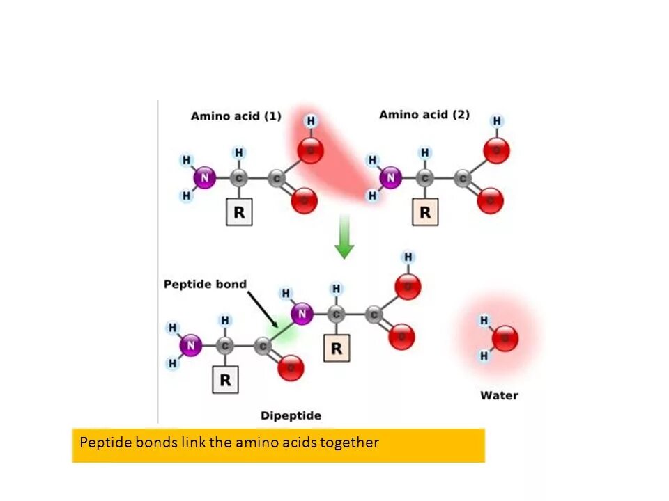 Пептидные связи есть в. Строение пептидной связи аминокислот. Схема пептидной связи. Пептидная связь аминокислот пример. Образование пептидной связи между аминокислотами.