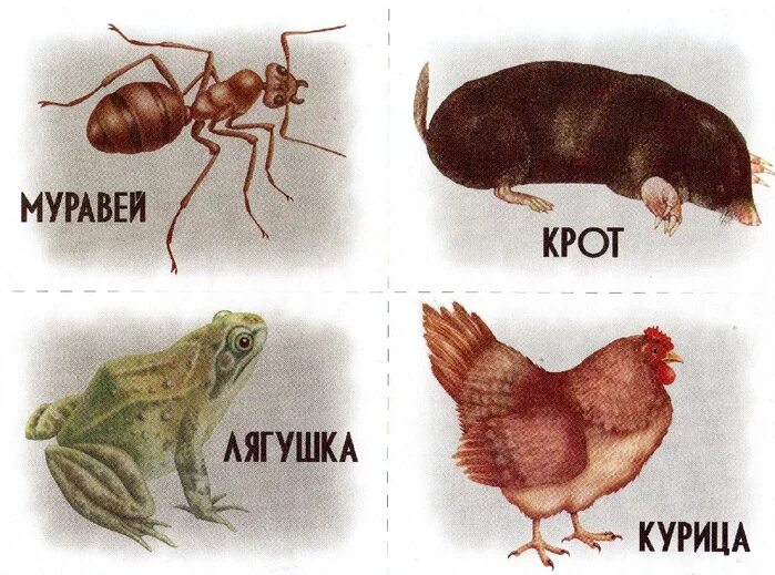 Где живет ст. Животные кто где живет для детей. игра &quot;кто где живет?&quot;. кто где живет картинки для детей.