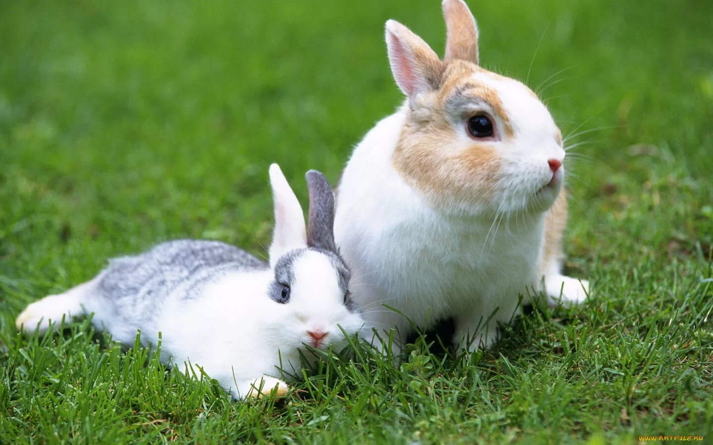 Кролик картинка. Кролик. Кролик фото. Кролики и крольчата. Кролик крольчиха крольчонок.