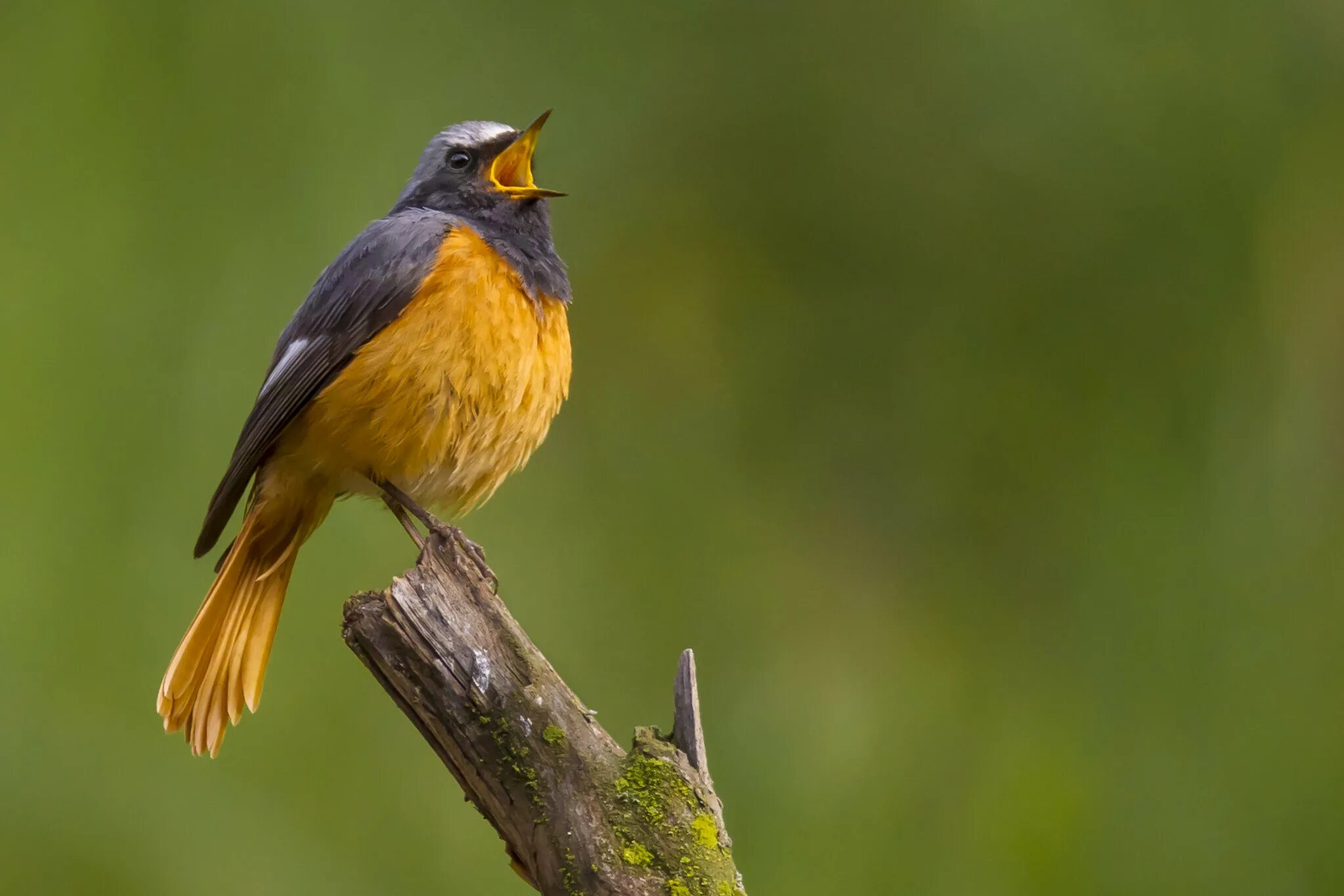 Синичка и трясогузка. Трясогузка плиска. Обыкновенная горихвостка лысушка. Зарянка малиновка горихвостка. Желтогрудки.
