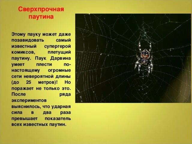 Структура паутины. Функции паутины у пауков. Как паук делает паутину. Паук плетет паутину. Паук плетет паутину.
