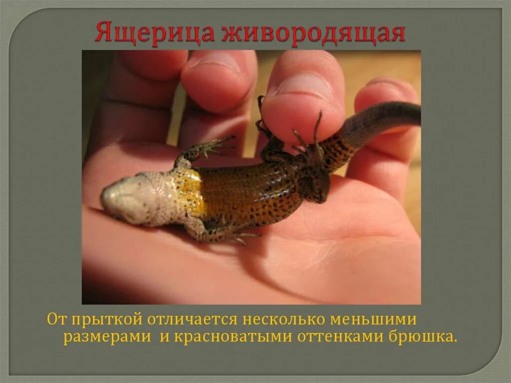 Как отличить ящериц. Прыткая и живородящая ящерицы. живородящая ящерица самка. ящерица брюшко. прыткая ящерица самка.