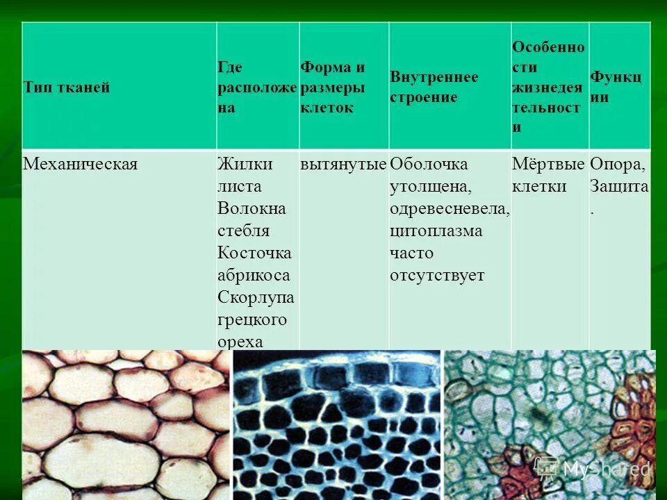 К тканям растений относится ответ