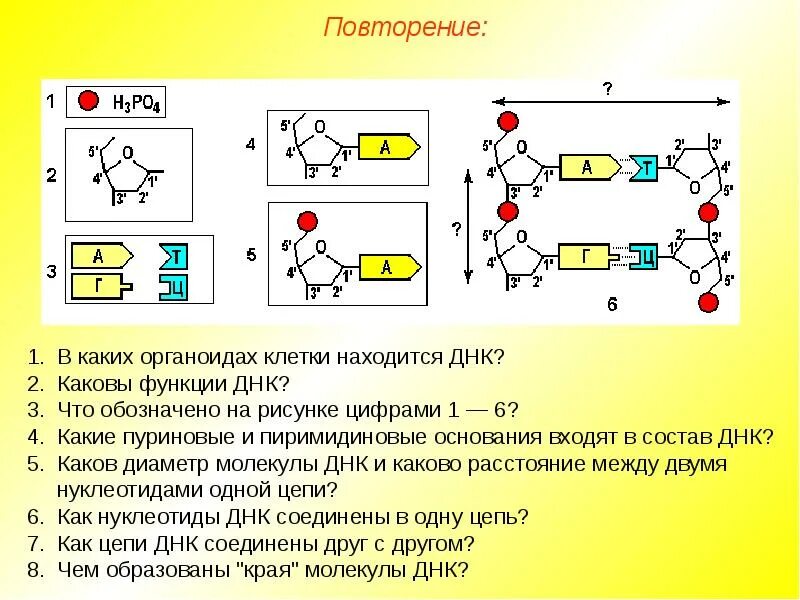 Какие органоиды содержат молекулы днк. В каких органоидах клетки находится днк. каков диаметр молекулы днк. каковы функции днк.