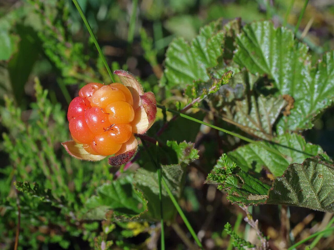 Морошка (Rubus chamaemorus). Янтарную морошку (Rubus chamaemorus). Морошка приземистая (Rubus chamaemorus),. Морошка ягода цветет. Морошка ковыль