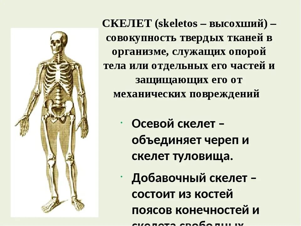 Биология 8 класс скелет человека осевой скелет. Осевой скелет человека. Скелет туловища. Осевой и добавочный скелет человека анатомия. Строение добавочного скелета. Что определяет скелет