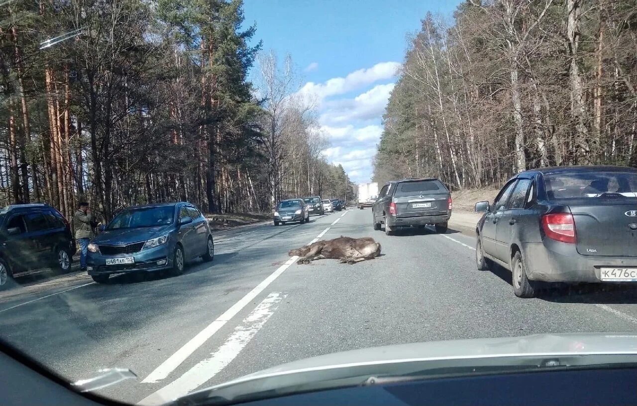 ДТП С лосем в Нижегородской области. Сколько штраф за сбитого