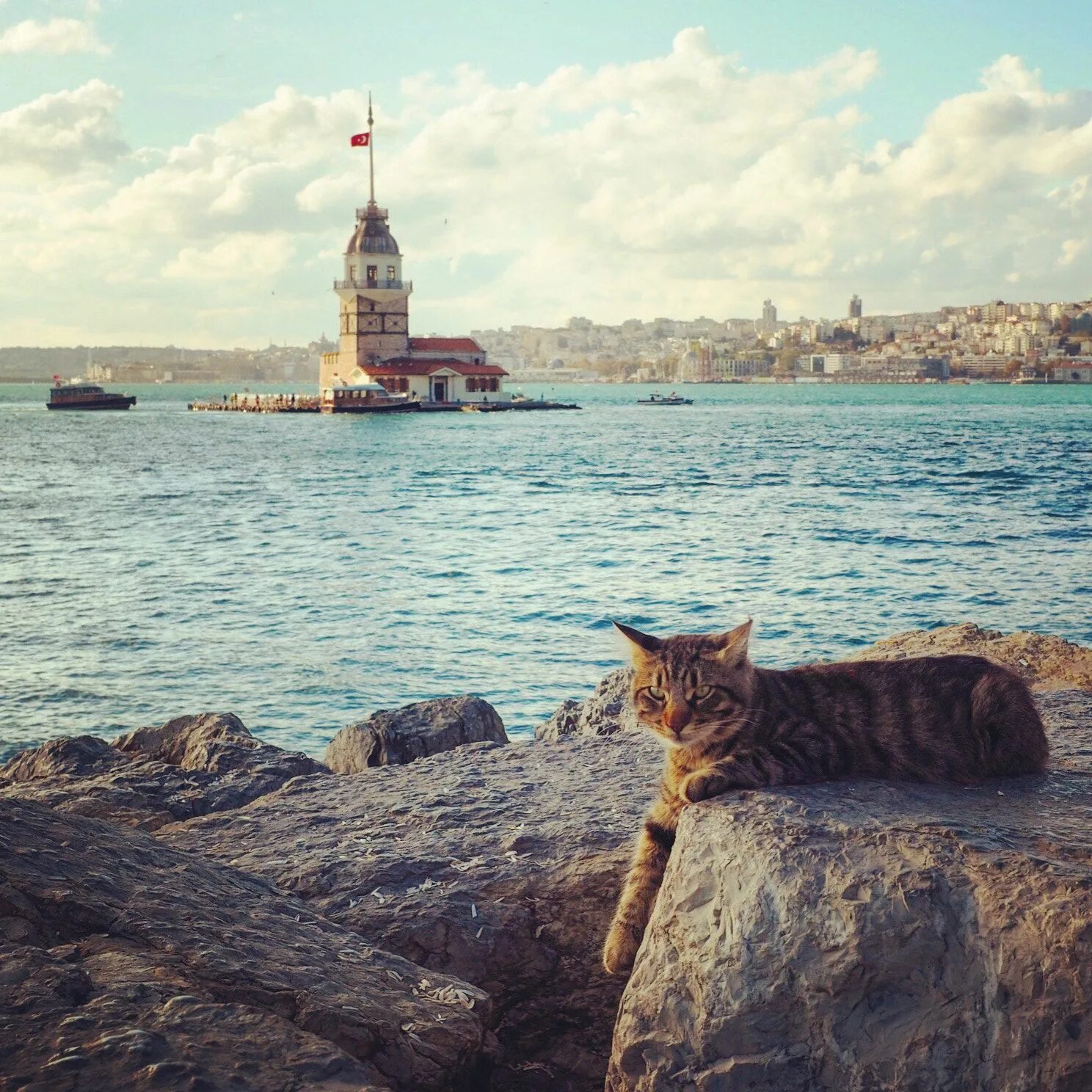 Turkey cats. Галатская башня кот. Стамбул кошачий город. Кошка Гюли Стамбул. Кот в Турции.