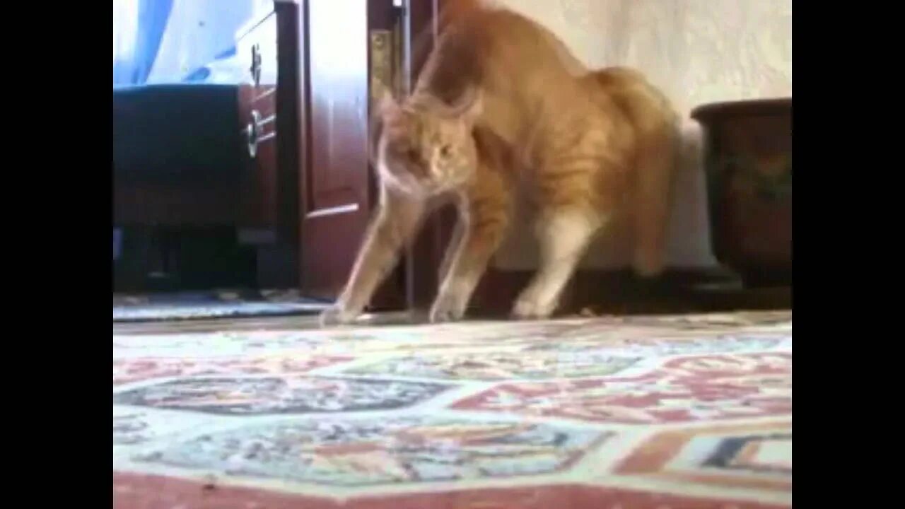 Кот ходит на задних лапах. Кот встал и ушел. кот ушел видео. кот уходит на задних лапах.