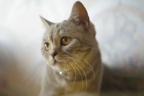 Кошки тут
