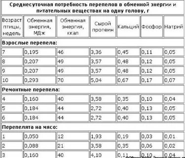 В каком возрасте забивают