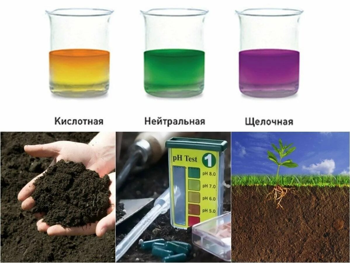 Растения любящие щелочную почву. Растения индикаторы кислотности почвы щелочной. кислотность почвы. определение кислотности почвы. как определить кислотность почвы.
