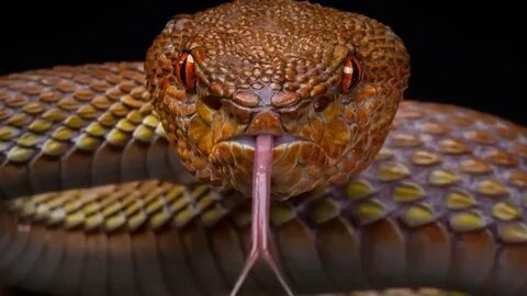 Small dangerous