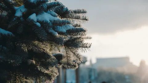 Когда морозы году