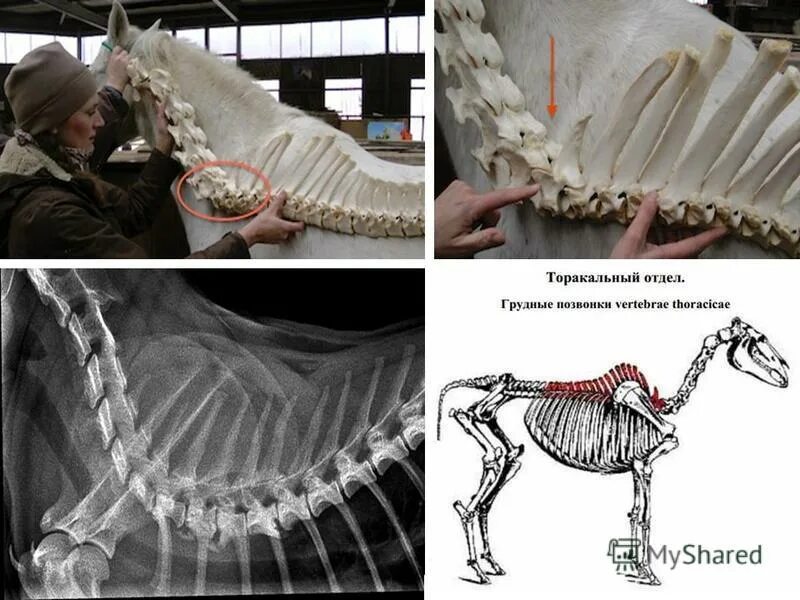 позвоночник лошади. отделы позвоночного столба лошади. анатомия позвонков у лошади. количество позвонков у лошади. осевой скелет лошади анатомия.