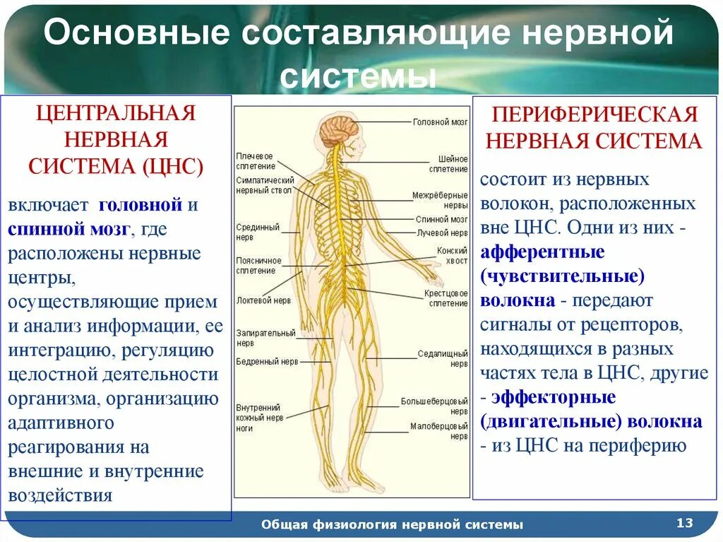 Центральная нервная система анатомия. Структура и функции нервной системы. Строение нервной системы нервная система ЦНС периферическая. ЦНС И периферическая нервная система кратко и понятно. Функции нервной системы схема.