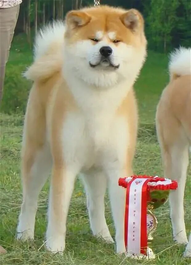 японская овчарка акита. японская акита стойка. акита-ину. японская акита ину. акита ину рост.