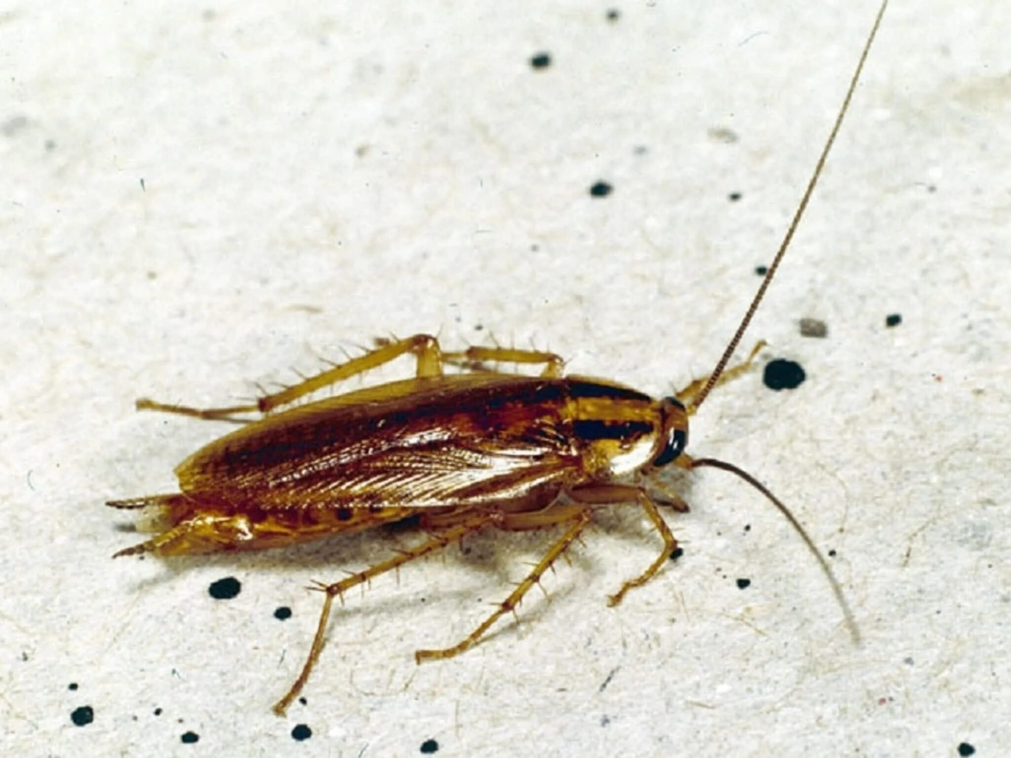 Сколько ног у тараканов. Blattella germanica таракан. рыжий таракан таракановые. blattella germanica нимфы. рыжий таракан прусак.