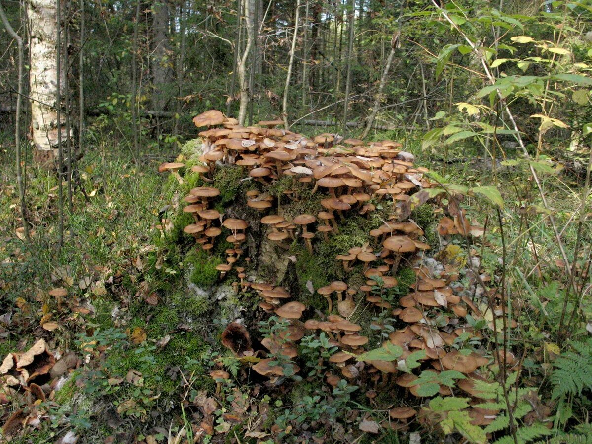 мартин шампиньоны воронеж. свинушки и маслята. ядовитые грибы воронежской области. грибы в кингисеппском районе. пеньковые опята.