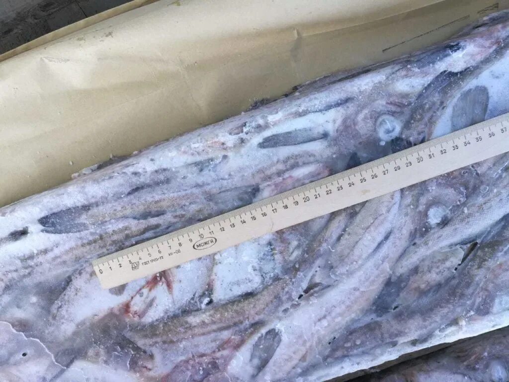 Ловля минтая. Малосольные минтай. Минтай бг 20+. Морская рыбалка в приморском крае. Виды рыб японского моря.