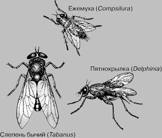 Семейство насекомых отряда двукрылых 8 букв. Семейство насекомых отряда двукрылых 8 букв