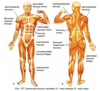Строение туловища и конечностей
