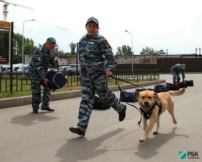 Кинолог ростов