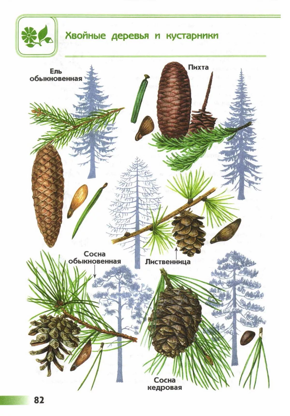 Хвойные 3 класс. Шишки хвойных деревьев атлас определитель. Атлас определитель от земли до неба хвоинки хвойных деревьев. Атлас определитель от земли до неба 4 класс хвойные деревья. Ель сосна пихта.