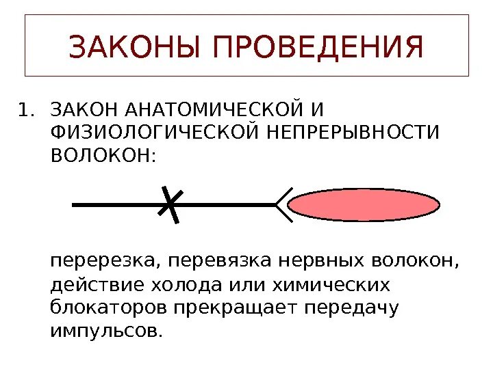 Законы целостности нервного волокна. Закон анатомической и функциональной целостности нервного волокна. Закон анатомо-физиологической целостности. Закон анатомической и физиологической непрерывности нерва.