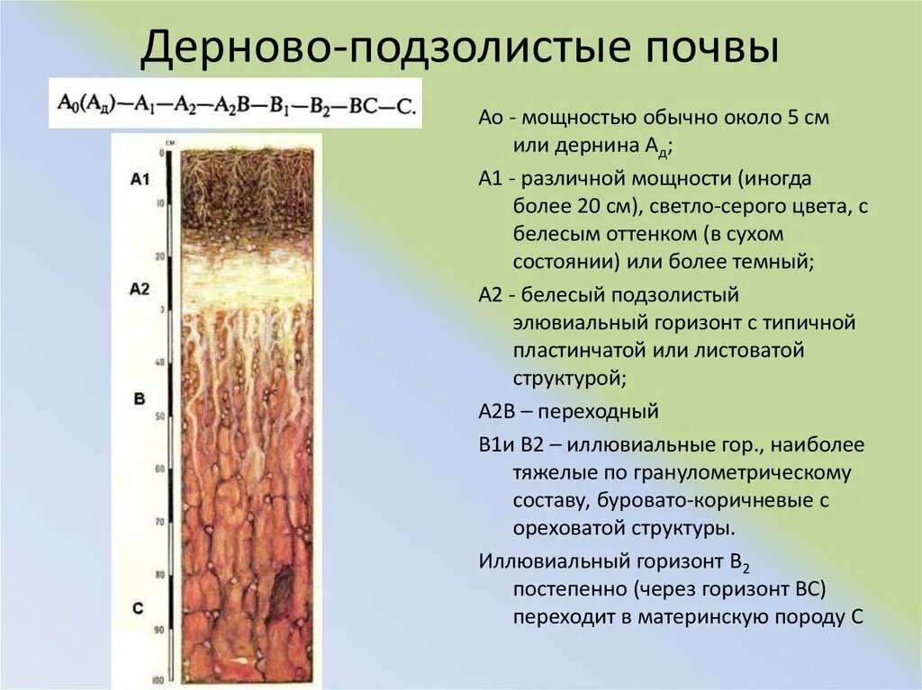 Подзолистые почвы слои. Подзолистые и дерново-подзолистые почвы. Дерново-подзолистые почвы профиль. Дерново-подзолистые почвы характеристика. Строение профиля дерново-подзолистой почвы.