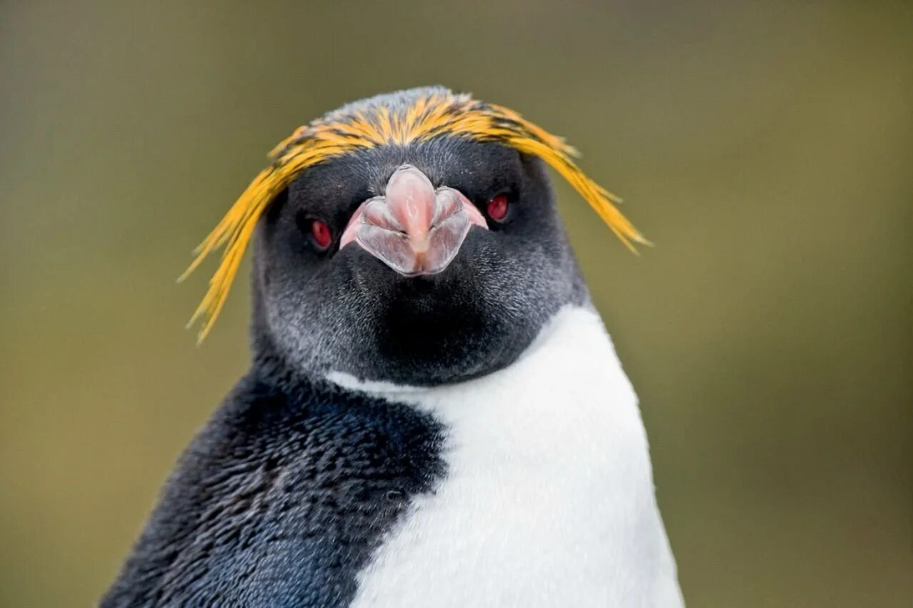 Королевский хохлатый Пингвин. Королевский Пингвин Золотоволосый. Златовласый Пингвин. Северный хохлатый Пингвин. Какие красивые золотоволосые пингвины над глазами
