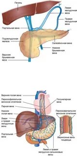 Портальная вена печени норма