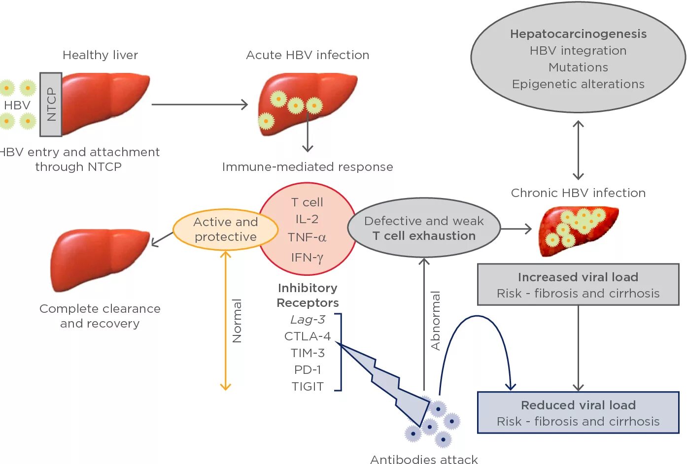 Hepatitis b pathogenesis. Pathogenesis of acute Hepatitis. The pathogenesis of Viral Hepatitis. Патогенез гепатита б. Гепатит б рекомендации