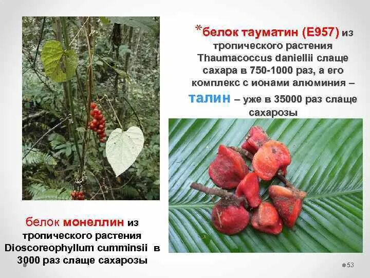 Самое сладкое вещество. Фрукт слаще сахара в 1000 раз. Фрукт слаще сахара. Кетемф растение. Фрукты которые сладкие -картины.