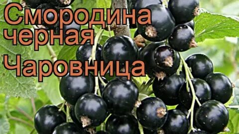 Рингтон смородина