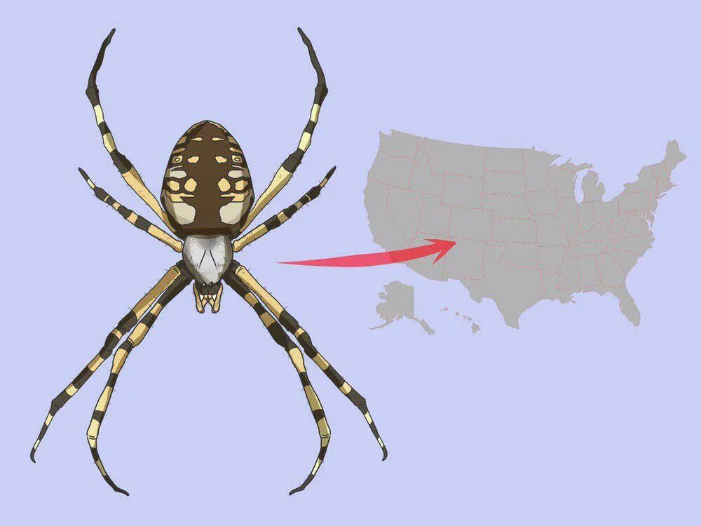 Как по английски будет паук. Аргиопа Брюнниха самка. Паук Аргиопа Брюнниха рисунок. Аргиопа Брюнниха укус. Паук Аргиопа Брюнниха Крымская.