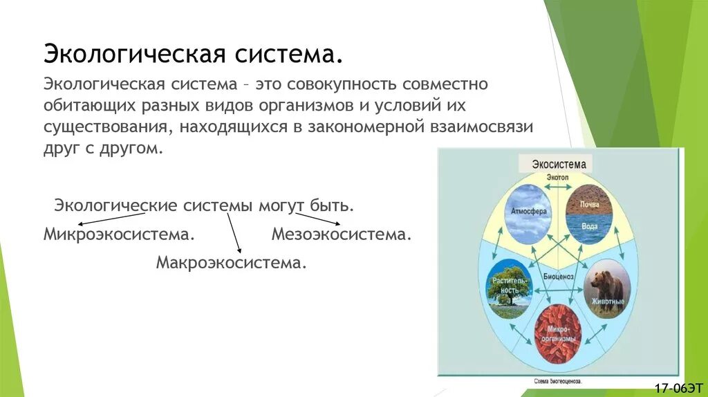 Многообразие экологических. Структура экосистемы схема. Структура экосистемы биология. Экологическая структура биогеоценоза. Экосистема структура экосистемы.