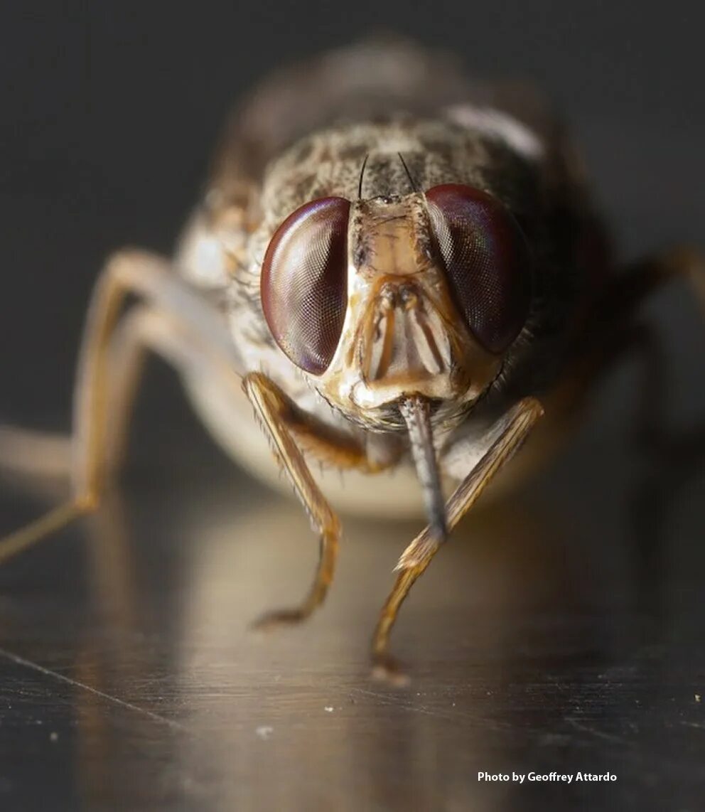 Tsetse fly. Муха ЦЕЦЕ. Африканская Муха ЦЕЦЕ. Насекомые Муха ЦЕЦЕ. Опасные насекомые Муха ЦЕЦЕ.