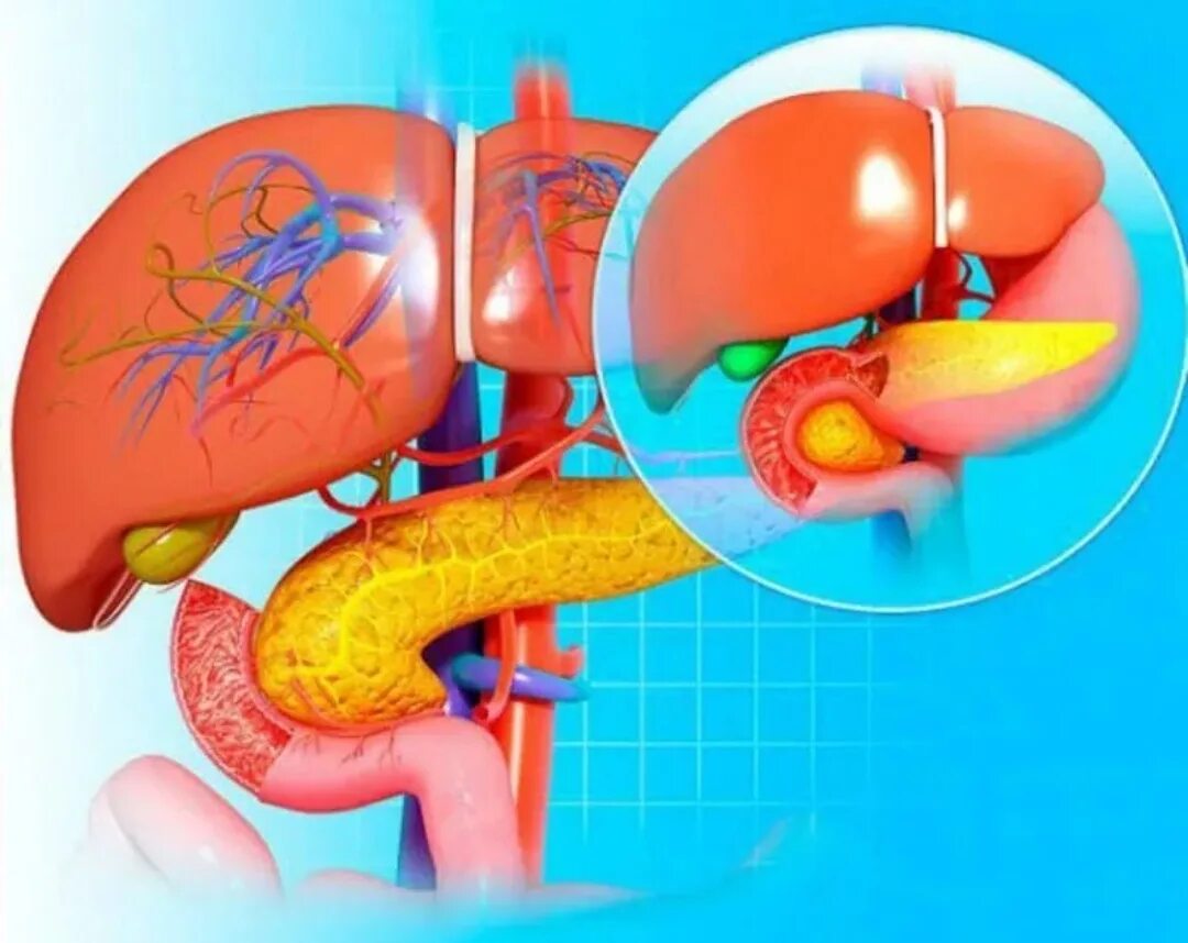 Печень поджелудочная проблемы. Здоровая поджелудочная.