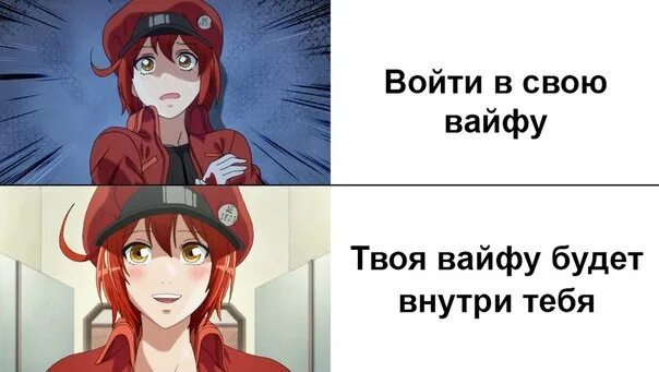 коды вайфу. коды вайфу. лошадка вайфу. популярные вайфу. твоих вайфу.