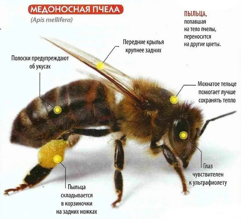 Анатомия пчелы медоносной. Строение медоносной пчелы фото и описание. Строение пчелы медоносной. Строение тела пчелы медоносной.