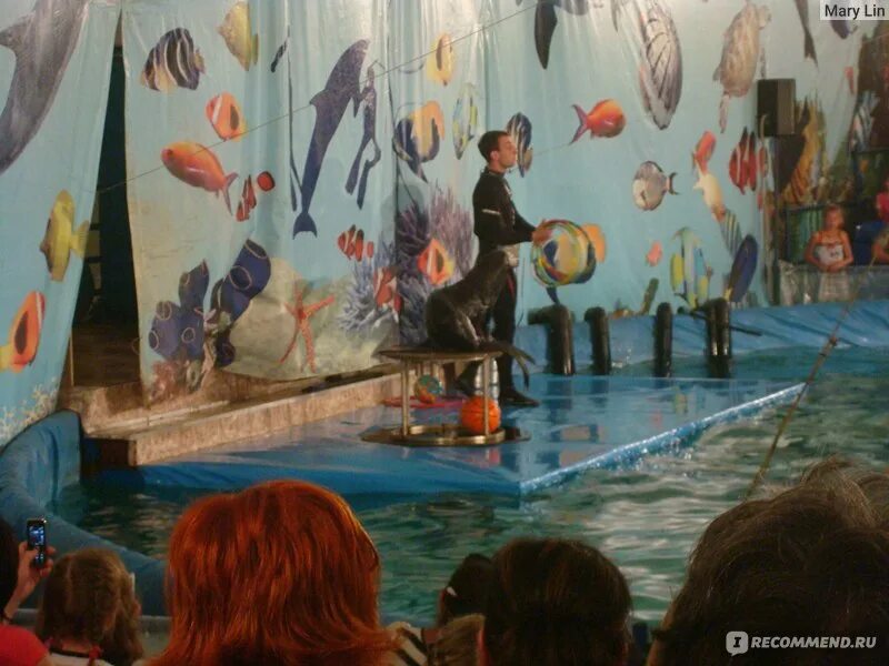 дельфинарий ростов. дельфинарии ростова на дону. дельфинарий коммунистический просп 36 4 западный. , 36/4, микрорайон западный. дельфины в ростове на дону.