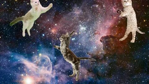 Вокруг кота 5