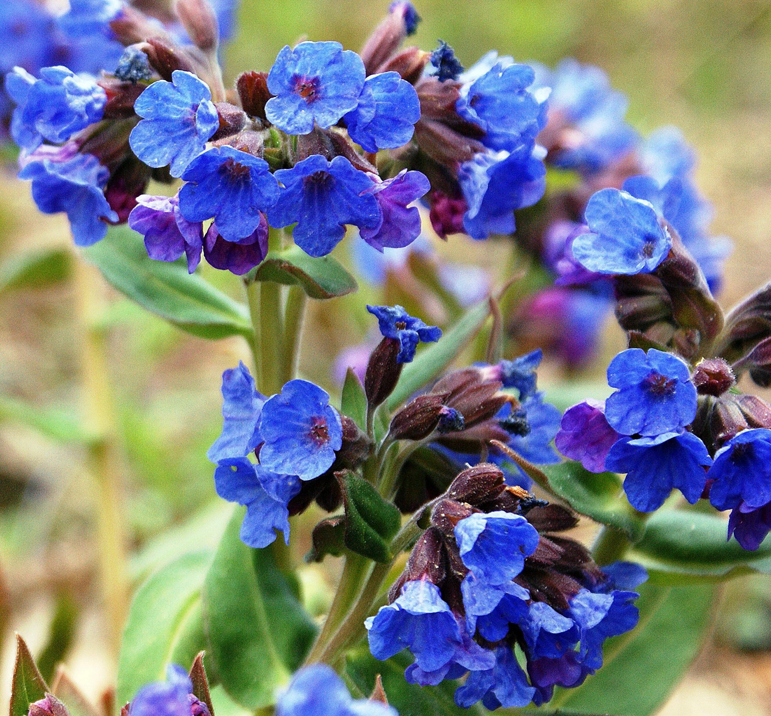 Медуница валовидная. Медуница (Pulmonaria). Медуница Лесная. Цветок Медуница цветок Медуница. Как выглядит цветок медуница