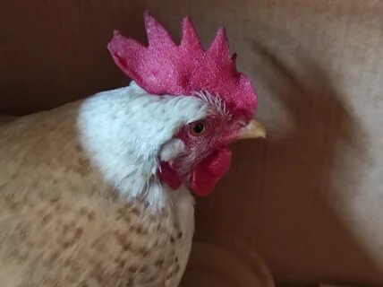 Курица потом